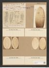 Surirella gemma Ehr. (de-Toni-Nr.: Genus 53, Species 2247) Zeichnungen Sammlung Grunow Nr. 4678 (NHMW-BOT-W0372749)